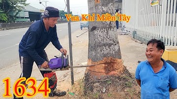 Vua Khỉ Miền Tây không ngờ cây Cau Vua còn đang xanh tốt mà đã hư bên trong Cutting areca tree