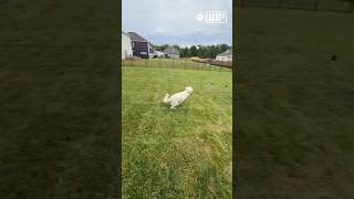 Puppys first backyard run