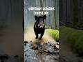 wild boar crashes forest run #forest #run #wildboar #crash