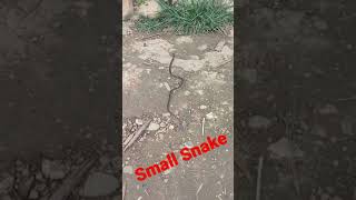 Snake escaping away