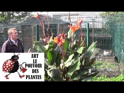 Vidéo: Quand planter des graines de canna ?