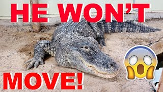 Help My Alligator Wont Explore His New Beach