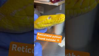Famous Reticulated Python Found Outside! Net Worth