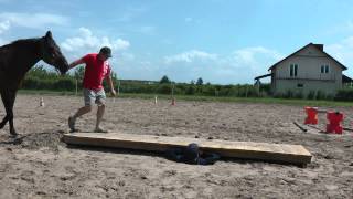 Heavy Horse 800 Kg Walking Over Platform