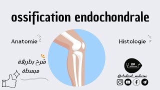 Anatomie Histologie 1Ére Année Medecine شرح بطريقة مبسطة Lossification Endochondrale