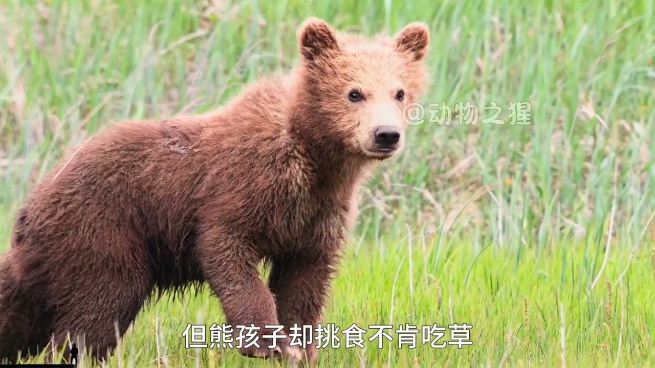 一起来看猫，熊，和熊猫 