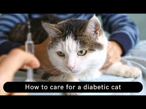 How to care for a diabetic cat Update 2021|| Diabetic cat care || Diabetic cat won&rsquo;t eat