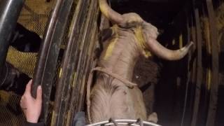 Gopro Bull riding: Practice Pen Wealth