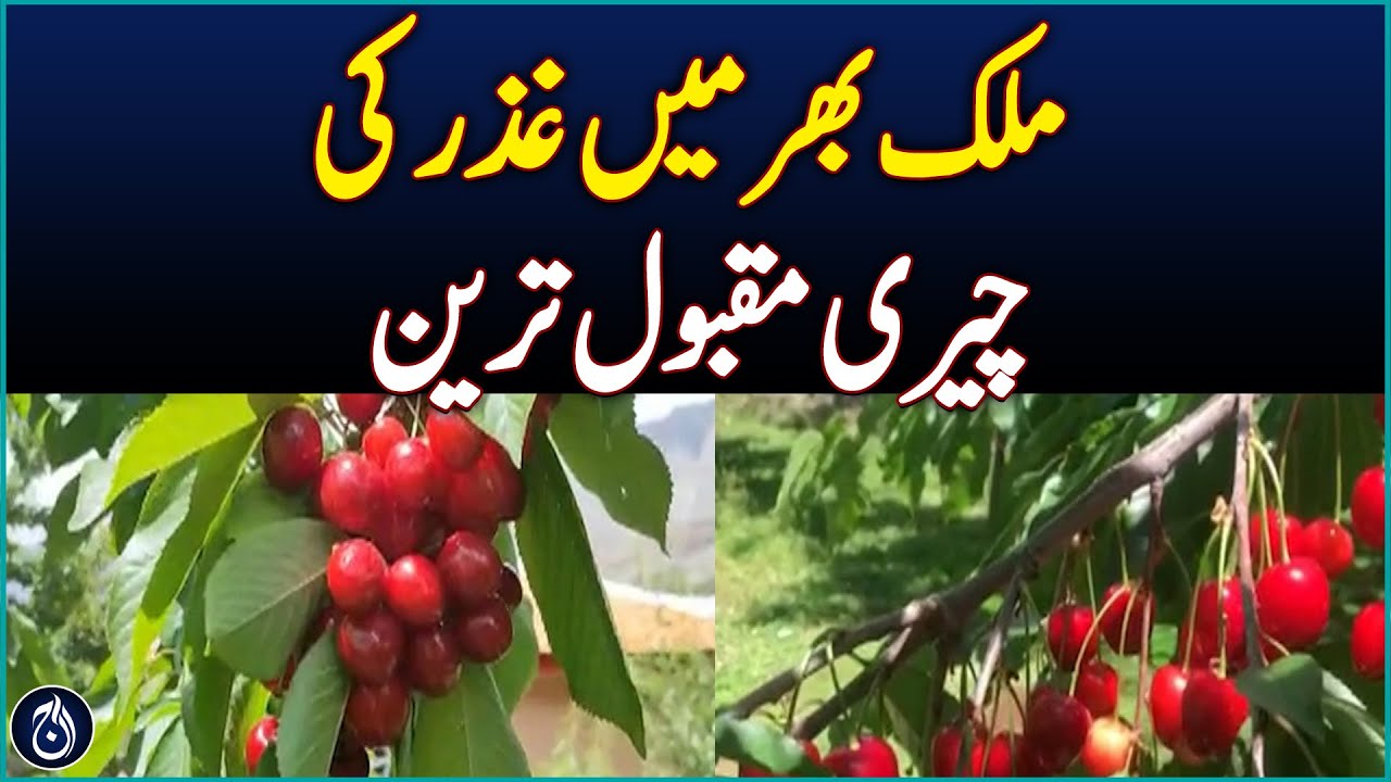 Cherry Season in Full Bloom Across Ghizer Valley - Aaj News
