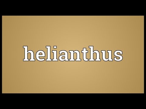 Helianthus Meaning