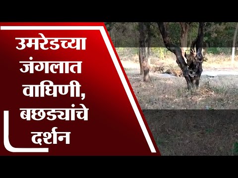 Bhandara | उमरेडच्या जंगलात वाघिणी आणि 3 बछड्यांचे दर्शन - tv9