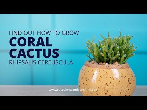 Vídeo: Què és el lligabosc de corall: consells per cultivar plantes de lligabosc de corall