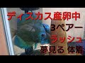 ディスカス産卵ラッシュ