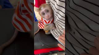 So adorable monkey Bryyan wants to ride on motorbike monkey cute