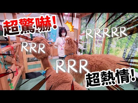 【Vlog】動物大爆走！妞妞被嚇瘋了～日本特殊體驗牽羊駝散步 羊駝樂園 [NyoNyoTV妞妞TV]