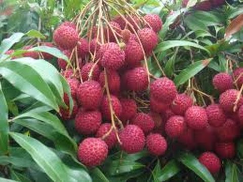 2 How To Plant A Lychee Tree In Phoenix Arizona Soil Water Sun Food Mulch Youtube,50th Anniversary Mustang