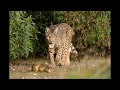 Linx lince Lynx Andujar