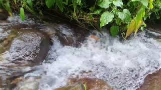 Most Soothing River Stream Sound. River 4k, Nature Sounds, White Noise for Sleeping by River Sounds 44 views 3 weeks ago 1 hour