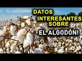 DATOS INTERESANTES SOBRE EL ALGODÓN!