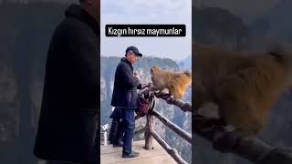 Maymuşlar😃🤣🤣#maymunlar #hayvanlar #hırsızmaymunlar 🐒🐒🐒🐒🐒🐒🐒🐒