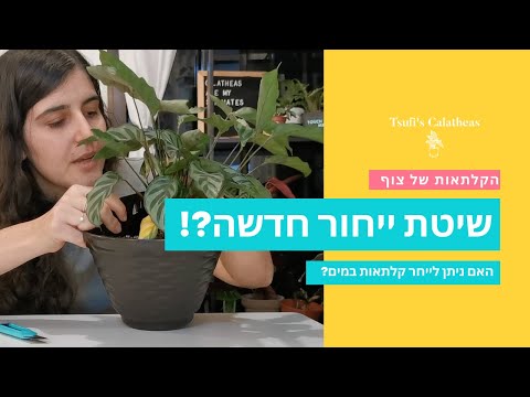 וִידֵאוֹ: האם קלתיאה יכולה לגדול במים?