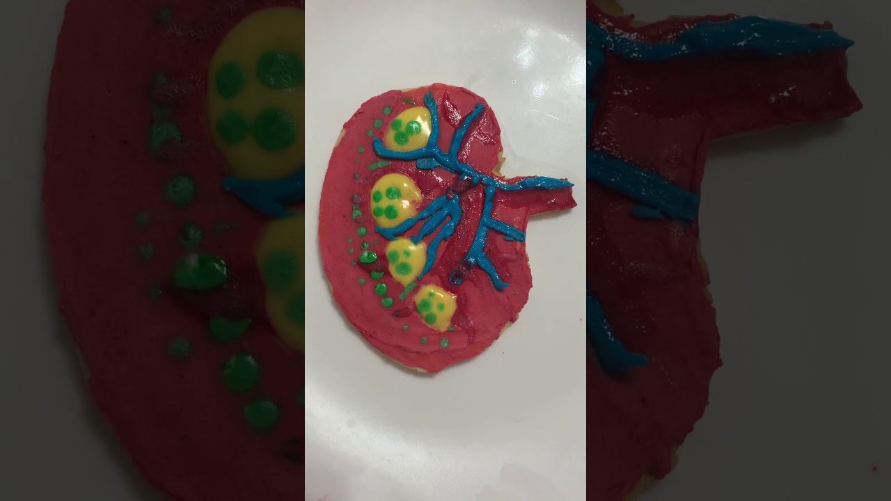 Maqueta de riñón en galleta - YouTube