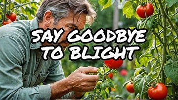 How to Defeat Tomato Blight