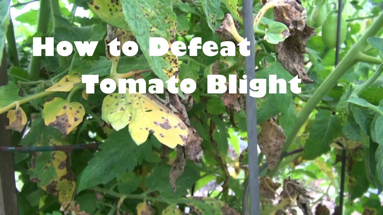 How Do You Get Rid Of Blight In Tomatoes In A Greenhouse?