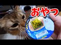 初めて食べるマグロジュレが美味すぎて大興奮な猫【ソマリ】