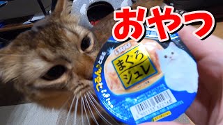 初めて食べるマグロジュレが美味すぎて大興奮な猫【ソマリ】
