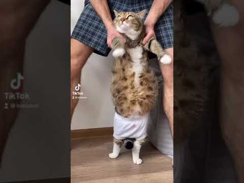 Танцы в трусиках от кота Ральфа