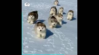 Adorable Chunky Malamute Puppies Frolic Around In The Snow