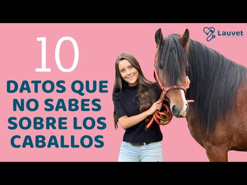 10 DATOS QUE NO SABES SOBRE LOS CABALLOS - Lauvet hqdefault