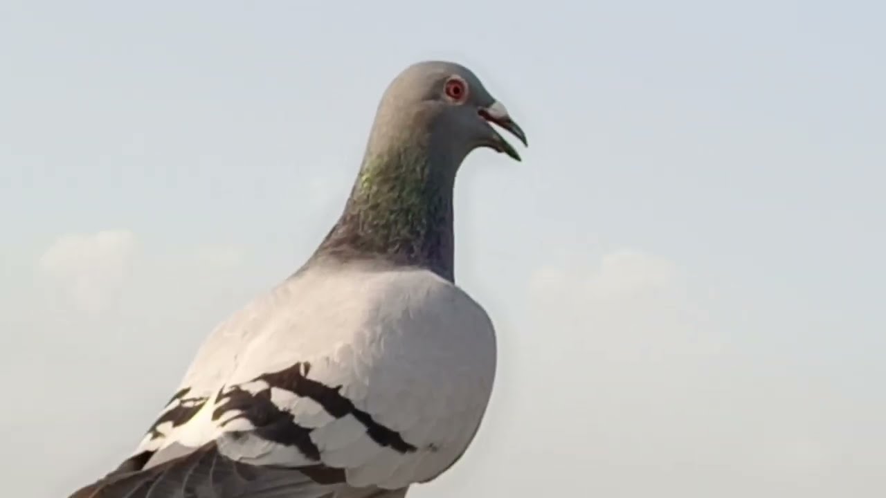 طيرت الحمام سرعه وقوه ماشاءالله شنو رايكم مطيارهن صح راح ابدي اشتغل بلوفت