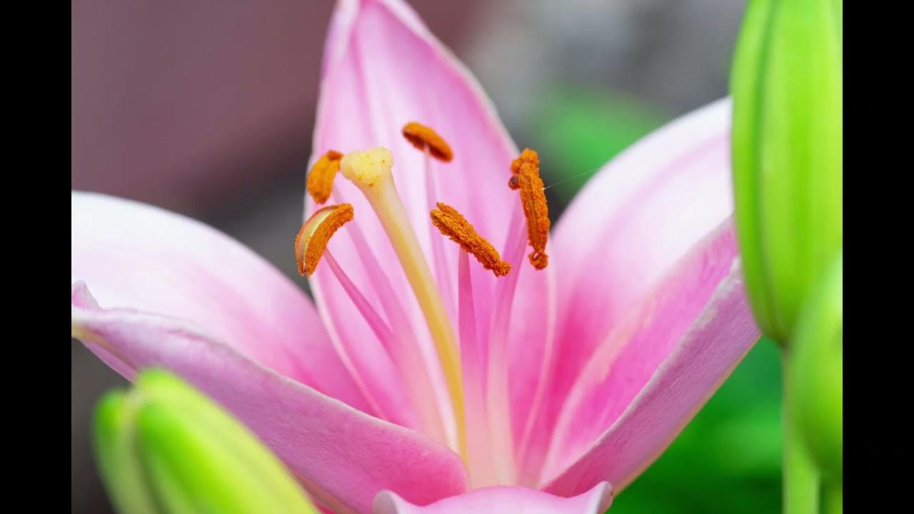 Lilies, Like Life, Have Stains From Which We Create, Grow, And