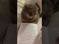 Читаем книгу / кот ученый #питомец #кот