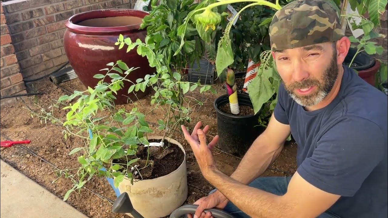 Growing Blueberry Plants in Phoenix AZ Zone 9b YouTube