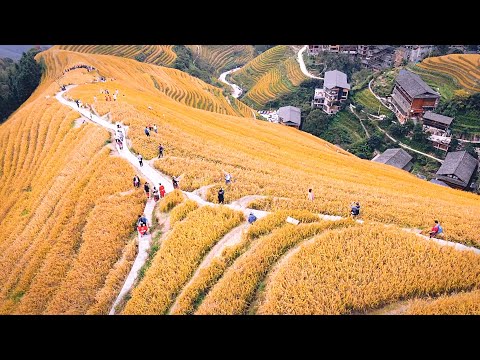 Longji Rice Terraces