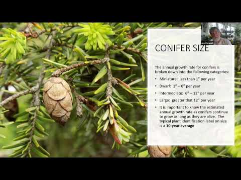 Tree University: Dwarf Conifers In the Home Landscape with Joe Stewart