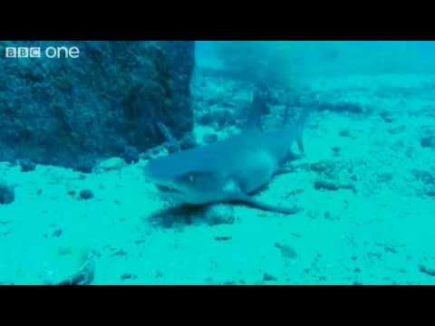 The Not-Very-Scary Sharks - Walk On The Wild Side Preview - BBC One