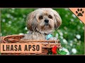 Lhasa Apso - Dog Breed Information の動画、YouTube動画。