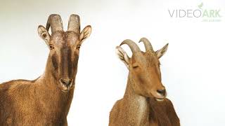 A male and female endangered Nilgiri tahr (Nilgiritragus hylocrius) at San Diego Zoo Safari Park