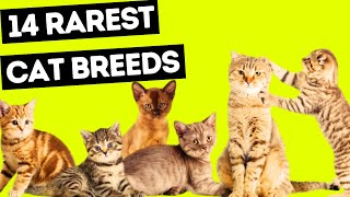 14 Rarest Cat Breeds in the World  Cat Breeds #catbreeds #catlovers