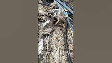 Funny mice nest female #mouse #matingseason