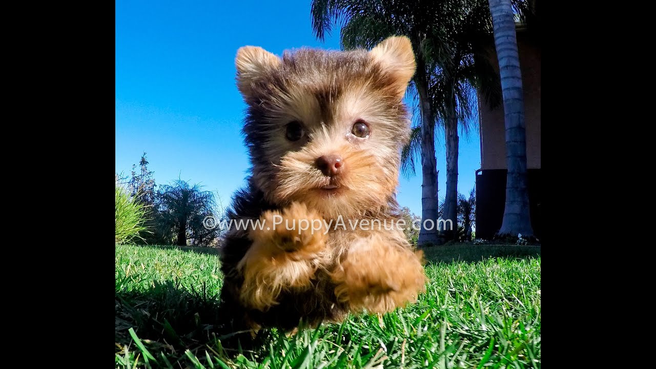 Reeses The Rare Chocolate Yorkie Female Puppy For Sale in San Diego