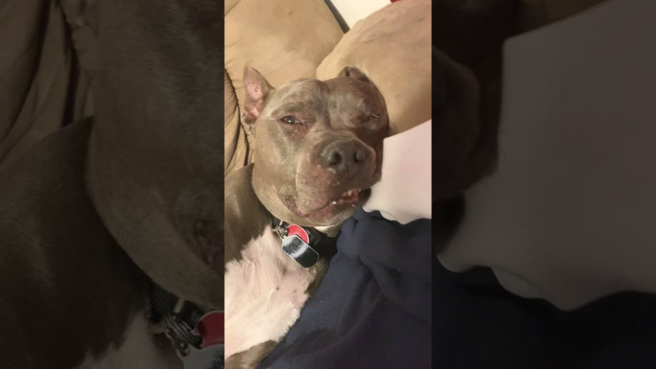 My dog(Thor) is crashed out YouTube