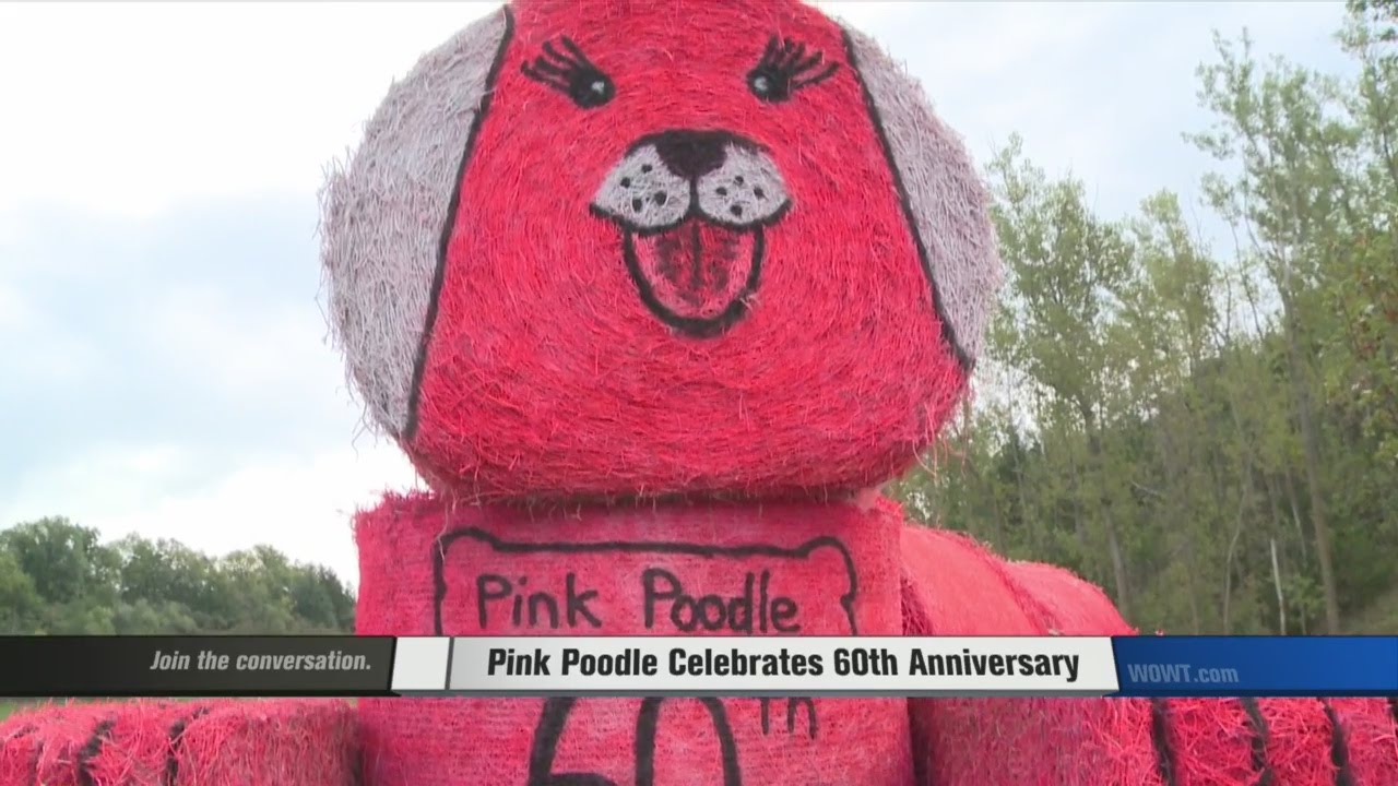 Pink Poodle Still Prime After 60 Years YouTube