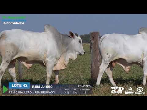 LOTE 42 - DUPLO -16º Mega Leilão Genética Aditiva e Convidados