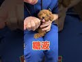 元気がない子犬トイプードルが動物病院にやってきた！