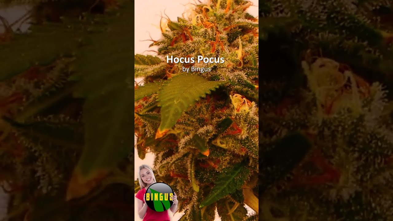 Hocus Pocus by Bingus